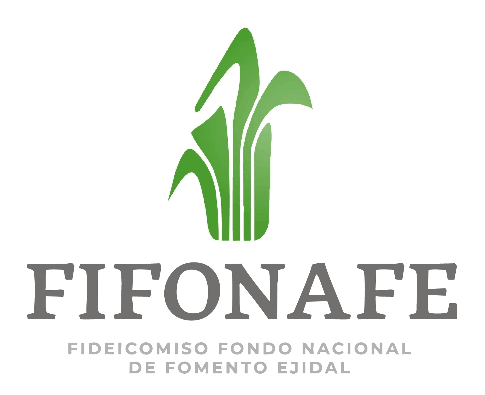 fifonafe